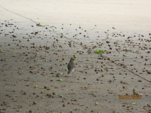African Thrush