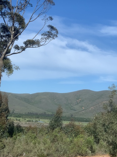 Eucalyptus cladocalyx