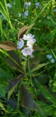 Phacelia purshii