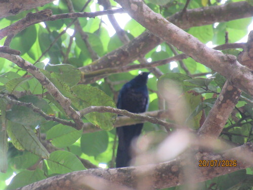 Splendid Starling