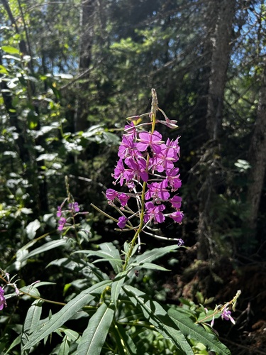 fireweed