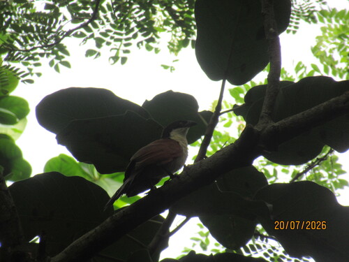 Senegal Coucal