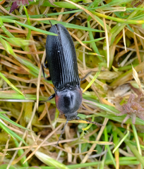 Selatosomus lateralis