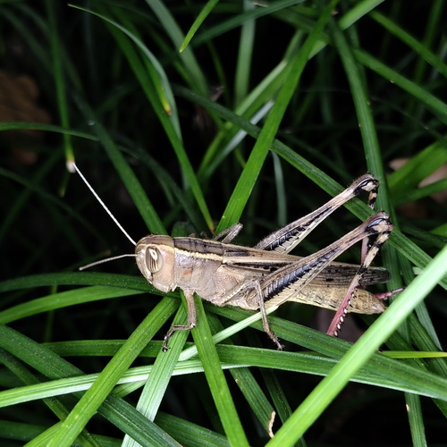 Eyprepocnemis hokutensis
