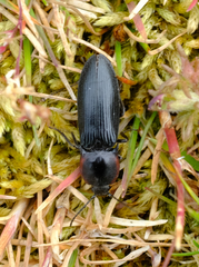 Selatosomus lateralis