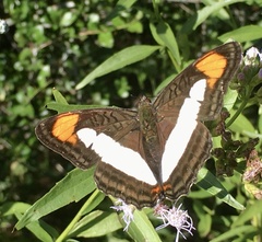Adelpha zea