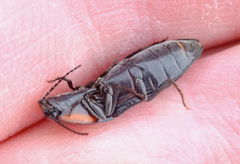 Selatosomus lateralis