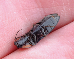 Selatosomus lateralis