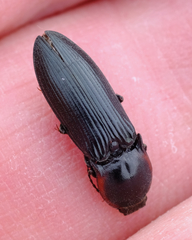 Selatosomus lateralis