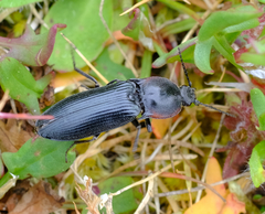 Selatosomus lateralis