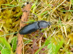 Selatosomus lateralis