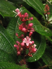 Miconia tococa