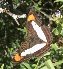 Adelpha zea