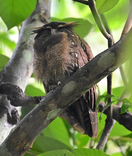 Crested Owl (Lophostrix cristata), photo 9