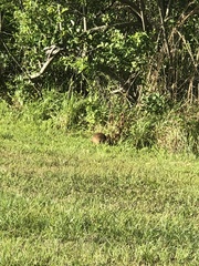 Sylvilagus palustris