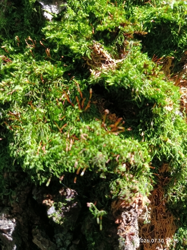 Leskea polycarpa observed 2026-07-30
