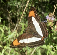 Adelpha zea