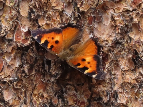 iNaturalist observation photo of California Tortoiseshell