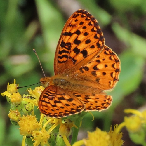 iNaturalist observation photo of Greater Fritillaries