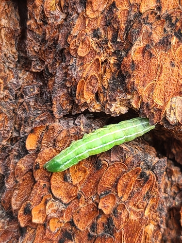 iNaturalist observation photo of Cutworm Moths and Allies