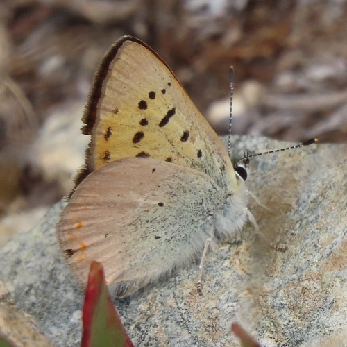 iNaturalist observation photo of Lilac-bordered Copper