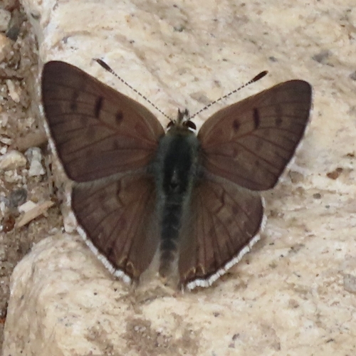 iNaturalist observation photo of Tharsalea