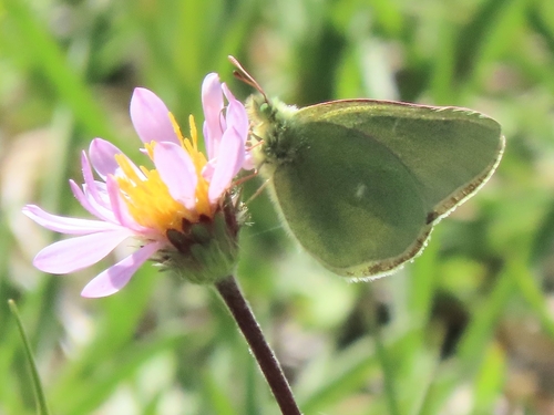 iNaturalist observation photo of Sierra Sulphur