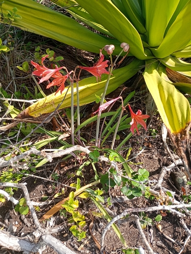 Hippeastrum striatum, photograph 6
