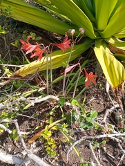 Hippeastrum striatum, photograph author not stated, no rights reserved