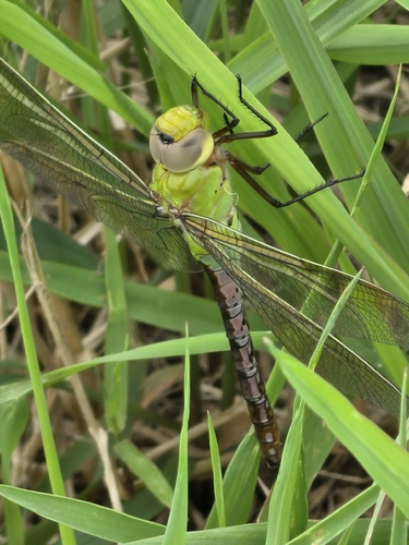 Common Green Darner
