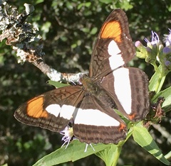 Adelpha zea