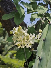Funastrum pannosum, photograph (c) Erick Vélez Sánchez, some rights reserved (CC BY)