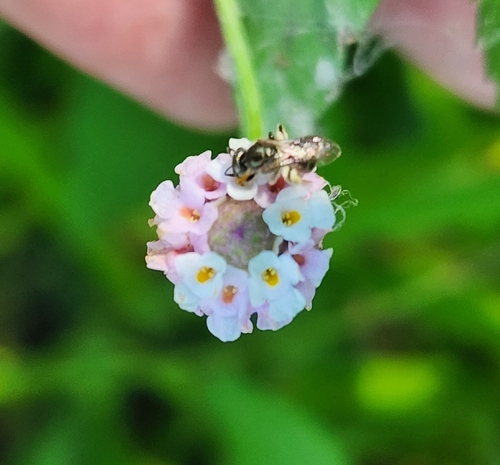 lanceleaf frogfruit