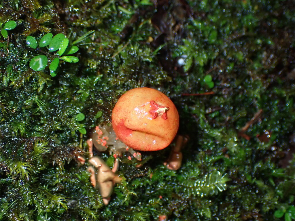 Stalked puffball-in-aspic