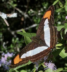 Adelpha zea