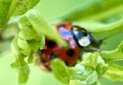 Asian Lady Beetle