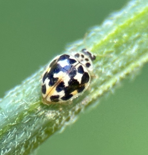 Twenty-spotted Lady Beetle
