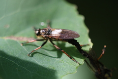 Pamponerus germanicus