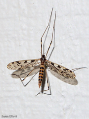 Limonia cinctipes
