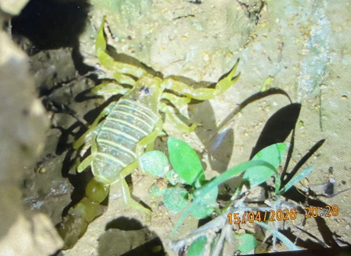Trypanothacus buettikeri