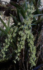 Epidendrum excisum