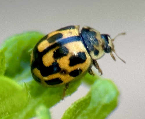 Fourteen-spotted Lady Beetle