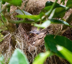 Myiozetetes granadensis