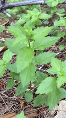 Campanula prenanthoides