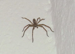 Polybetes rapidus