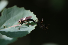 Pamponerus germanicus