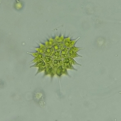 Pseudopediastrum boryanum