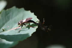 Pamponerus germanicus