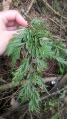 Asplenium appendiculatum appendiculatum