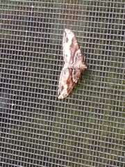 Xanthorhoe labradorensis